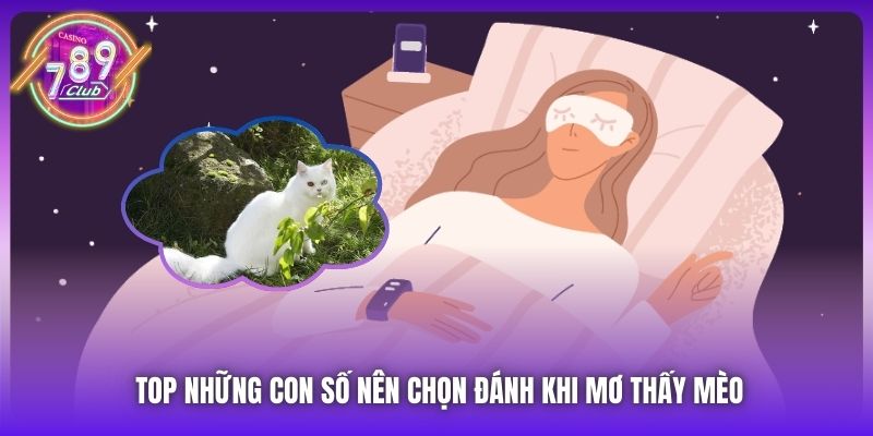 Top những con số nên chọn đánh khi mơ thấy mèo